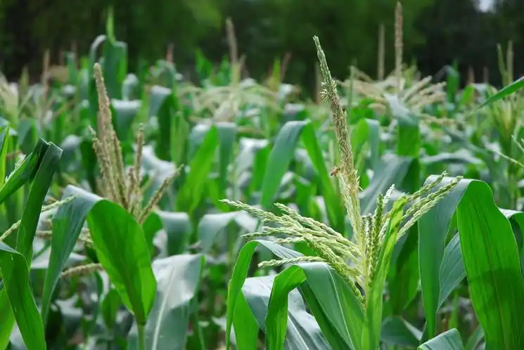 品種征集中！2026柯木塱春季鮮食玉米專題展示等你報(bào)名